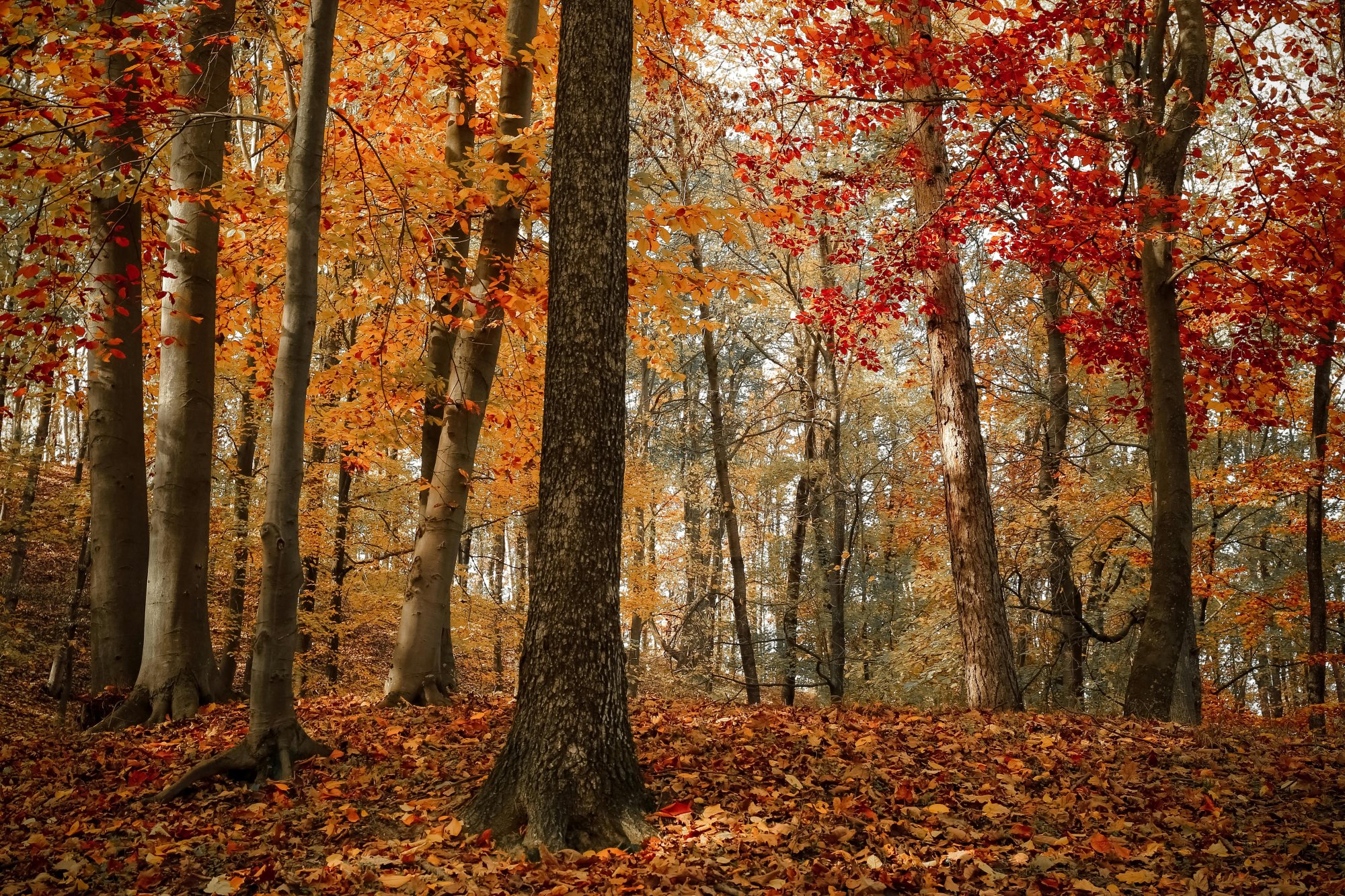Herbstqualitäten I