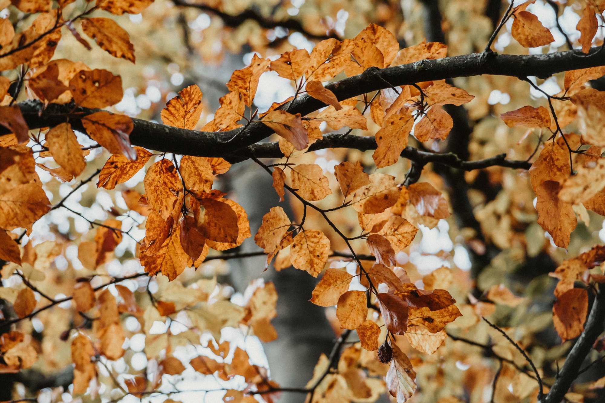 Herbstqualitäten II